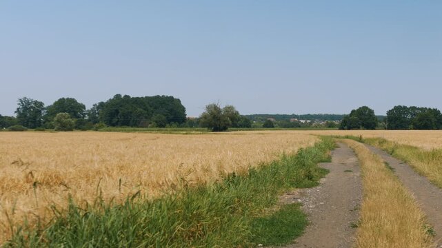 Panorama ścieżki w krajobrazie wiejskim w porze letniej, pola kwitnące plony i drzewa w oddali na tle błękitnego nieba z niemalże bezchmurną pogodą