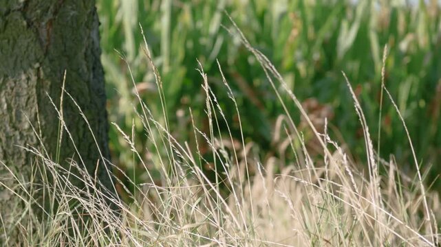 Zbliżenie na trawy krajobrazu wiejskiego w porze letniej, w tle drzewo i pola uprawne