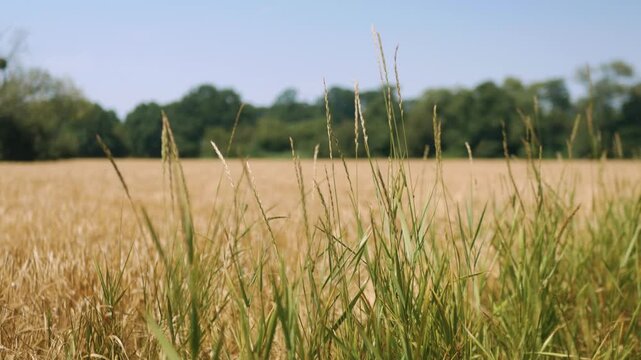 Zbliżenie na plony krajobrazu wiejskiego w porze letniej, pola kwitnące a wraz z nimi plony i drzewa w oddali na tle błękitnego nieba z niemalże bezchmurną pogodą