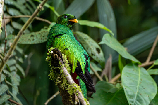  bird, ave, p&aacute;jaro, ave posada.