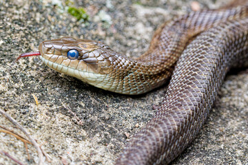 Obraz premium Uターンしてきたアオダイショウ(Japanese rat snake)