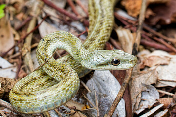 Obraz premium 山道にいるアオダイショウ(Japanese rat snake)