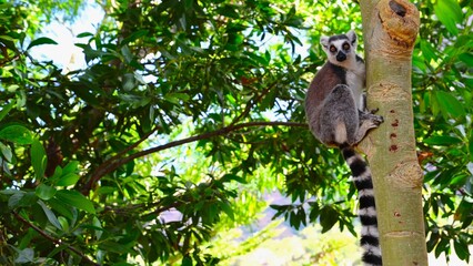 Ring Tailed Lemur Clinging to Tree Trunk in Madagascar Forest © MasterStyles