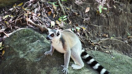 Ring Tailed Lemur Crouching on Forest Ground Stone © MasterStyles