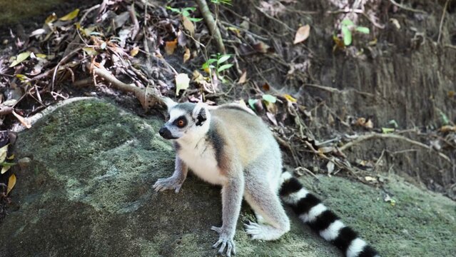 Ring Tailed Lemur Crouching on Forest Ground Stone