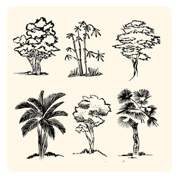 Hand Drawn Trees and Palm Collection Natural Botanical Line Art Sketch