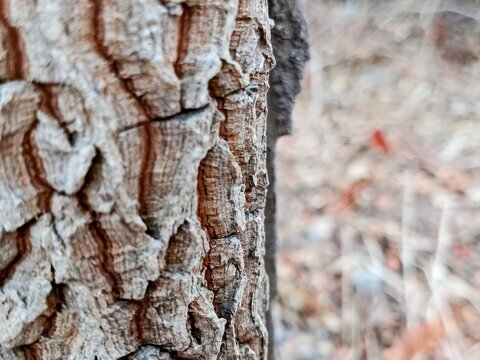Tamarind tree bark texture with a blurred background, negative space for writing a message, 3D rendering and material, nature-themed background and wallpaper.