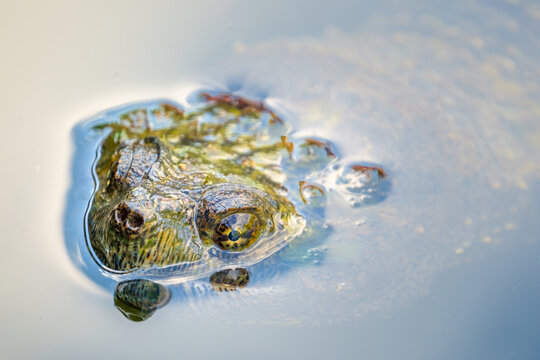 Snapping Turtle Submerged Under Water