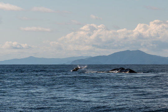 Two humpback whales diving together showing tail flukes in the tropical waters of Bah&iacute;a Solano