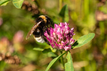 Bumblebee collecting nectar from a blooming red clover flower in a sunny natural meadow. © Mateusz