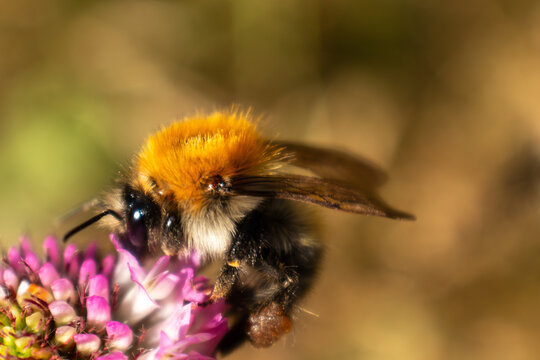 Detailed close-up of a bumblebee feeding on a pink clover flower in warm sunlight with a soft blurred background.