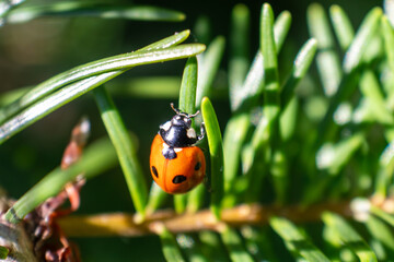 Red ladybug climbing among fresh green evergreen needles in bright sunlight, photographed in close-up. © Mateusz