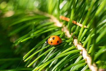 Red ladybug walking across green conifer needles surrounded by lush vegetation in summer sunlight. © Mateusz