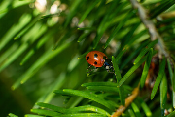 Red ladybug crawling among dense green conifer needles in a natural outdoor environment. © Mateusz