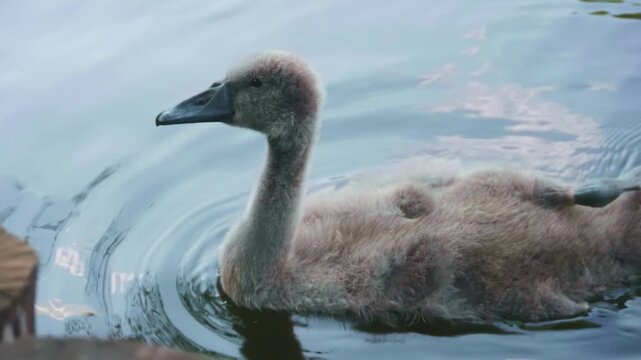 Young cygnet swan swimming in a lake near a wooden dock while being fed green leaves by a human hand