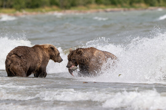Two Alaskan browns bears face off searching for salmon in Naknek Lake.