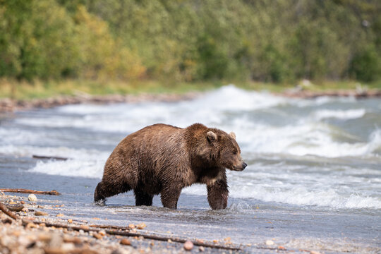 Alaskan brown bear searching for salmon in Naknek Lake