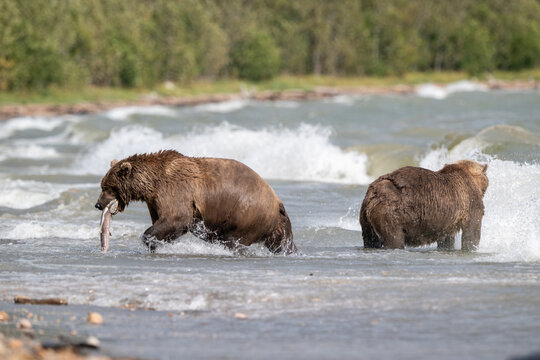 Two Alaskan browns bears face off searching for salmon in Naknek Lake.
