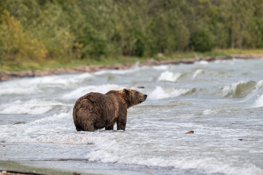 Alaskan brown bear searching for salmon in Naknek Lake