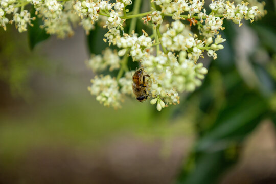 Honey bee pollinating privet flowers, Ligustrum lucidum blossoms, macro nature photography with soft bokeh background
