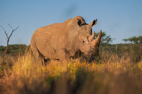 White rhinoceros (Ceratotherium simum) in savanna banner copy space