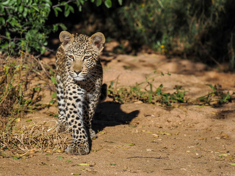 African leopard (Panthera pardus pardus) cub walking in sunlight