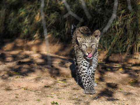 Leopard (Panthera pardus) cub walking and licking lips on safari