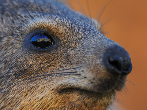 Rock hyrax (Procavia capensis) head close up, copy space