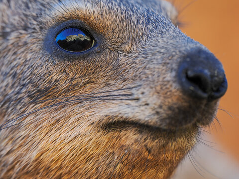 Rock Hyrax (Procavia capensis) Close Up Portrait