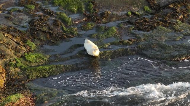 A static shot from a drone captures a harbor seal resting and moving on the rugged, moss-covered coast of Vestrahorn, Iceland. Gentle waves crash on the shore, highlighting the serene wild nature.