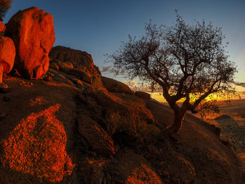 Tree on Granite Rock at Sunset in Spitzkoppe Namibia copy space