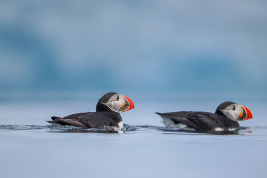 Atlantic puffins (Fratercula arctica) swimming in arctic water banner