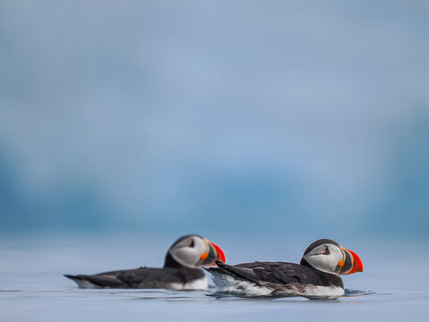 Atlantic Puffin (Fratercula arctica) Swimming on Water, copy space