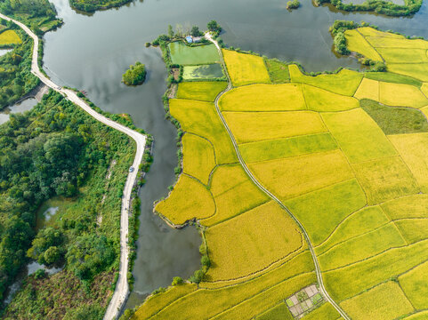 Aerial perspective of golden rice fields adjacent to calm water, with a winding rural road and surrounding green vegetation.