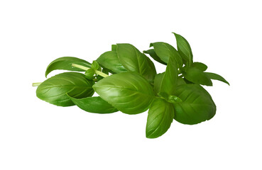 Obraz premium Bright green basil branches isolated on transparent background. Many big glossy leaves cut out. Culinary herb top PNG. Dense fresh spice foliage in water drops. Beautiful food element. Summer harvest