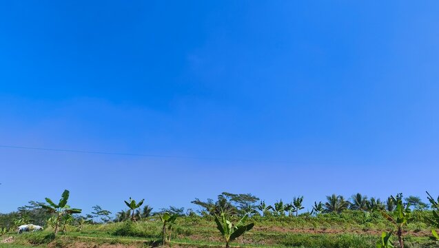 Wide perspective of tropical garden hillside featuring banana trees and lush greenery under a clear vibrant blue sky perfect for nature and agriculture themes
