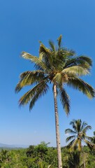Fototapeta premium Vertical shot of tall coconut tree with green fronds against blue sky over tropical forest