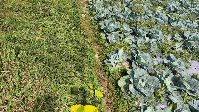 Top down view of fresh organic cabbage heads in rural plantation field beside wild green grass area for agricultural backdrop