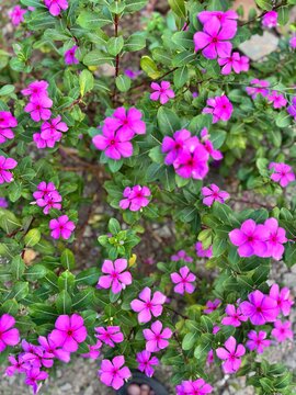 Top view of pink catharanthus roseus flower bush in garden