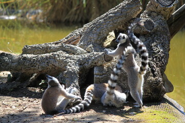 Naklejka premium Playful Group of Ring-Tailed Lemurs (Lemur Catta) Standing Upright and Climbing Old Tree Trunk Logs at Outdoor Wildlife Safari Park Sanctuary Environment