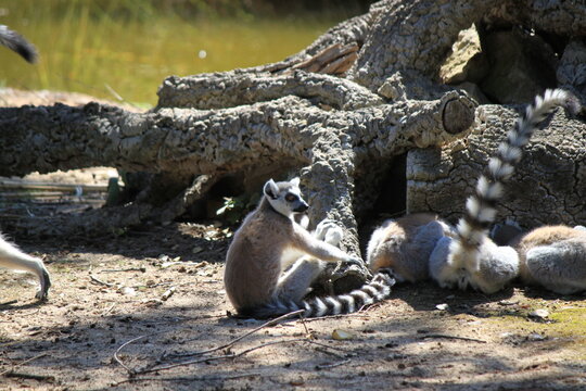 Ring-Tailed Lemurs (Lemur Catta) Resting and Sunbathing on Ground near Old Tree Trunk Logs at Outdoor Wildlife Safari Park Sanctuary Environment