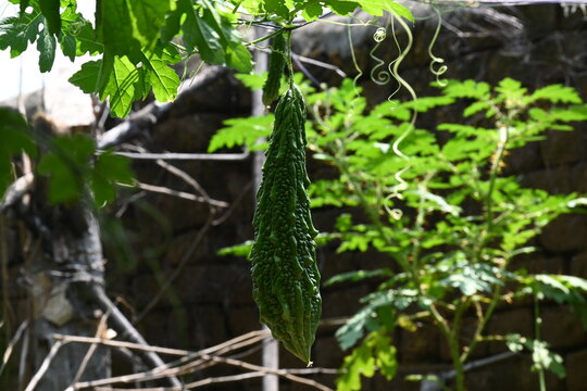 Momordica charantia. Its other common &nbsp;names  bitter melon, bitter gourd, karela, bitter squash, momordica and balsam pear. Its originated in India. Creeper vegetable.