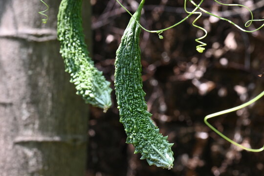 Momordica charantia. Its other common &nbsp;names  bitter melon, bitter gourd, karela, bitter squash, momordica and balsam pear. Its originated in India. Creeper vegetable.