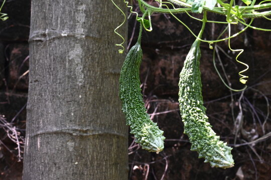 Momordica charantia. Its other common &nbsp;names  bitter melon, bitter gourd, karela, bitter squash, momordica and balsam pear. Its originated in India. Creeper vegetable.