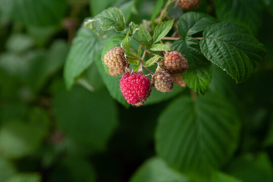 Ripe raspberries on a green bush