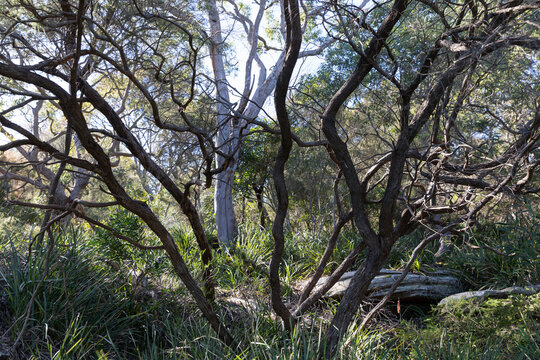 Australian bush setting with trees, tall grass rocks on sunny day