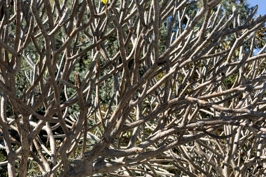 Frangiapani tree in early spring in brilliant sun before blooming.