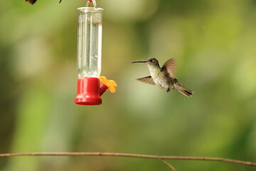 The white-bellied hummingbird (Elliotomyia chionogaster chionogaster) is a species of hummingbird in the "emeralds", tribe Trochilini of subfamily Trochilinae. This photo was taken in North Peru. © feathercollector