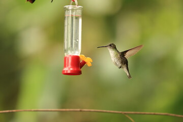 The white-bellied hummingbird (Elliotomyia chionogaster chionogaster) is a species of hummingbird in the "emeralds", tribe Trochilini of subfamily Trochilinae. This photo was taken in North Peru. © feathercollector