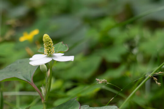 野原に咲くドクダミの花